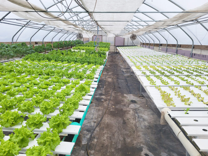 Lee's Greens: Staying green year round